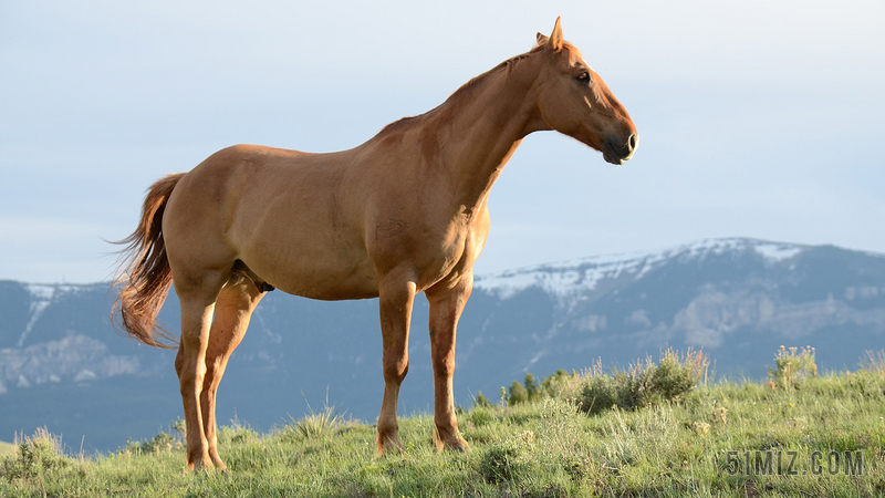 运动户外草原上的马背景图片