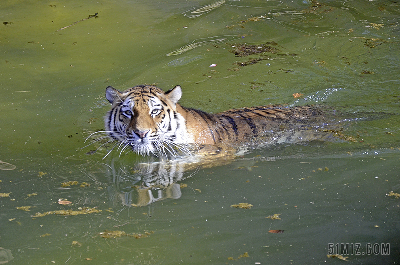 虎 大猫 水 游泳 猫 危险 捕食 印度这只老虎 大华