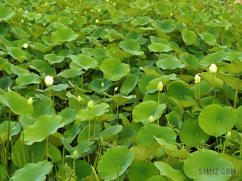莲花 荷叶 芽 水生植物 池塘