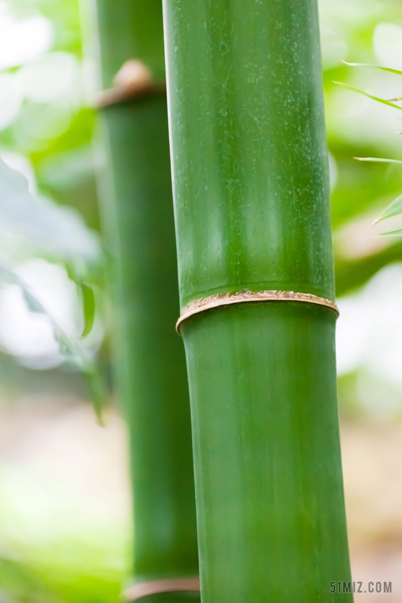 植物 植物区系 自然 绿色 新鲜 详细 干 特写 棒 枝杈