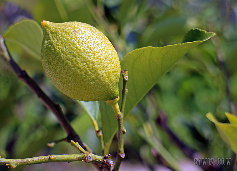 limone ϵĹ  ˮ ˮ 