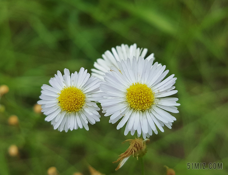 灯盏细辛 鲜花 野花 春 花瓣 白色的花 白 植物区系 花的