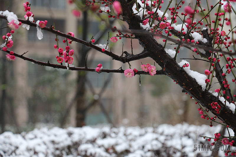 梅花 雪 冬天