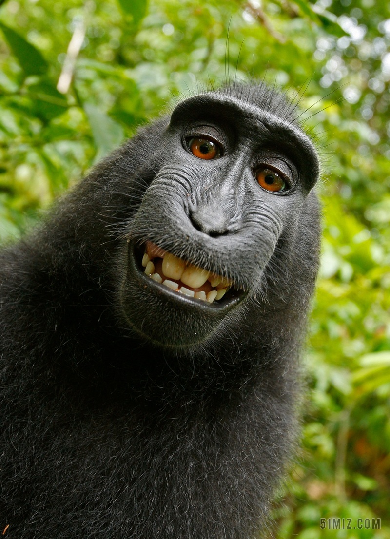黑色动物可爱微笑的黑色狒狒背景图片