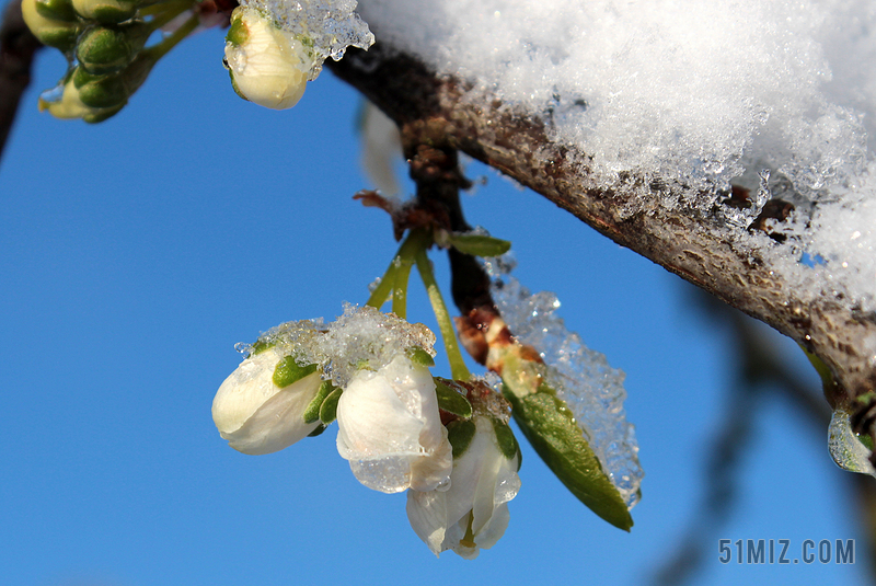 雪梅花图片