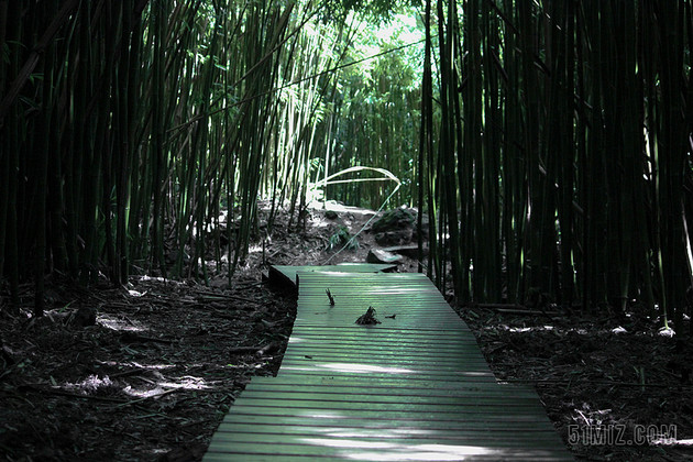 绿色摄影意境竹林中的小路摄影户外竹林背景图片