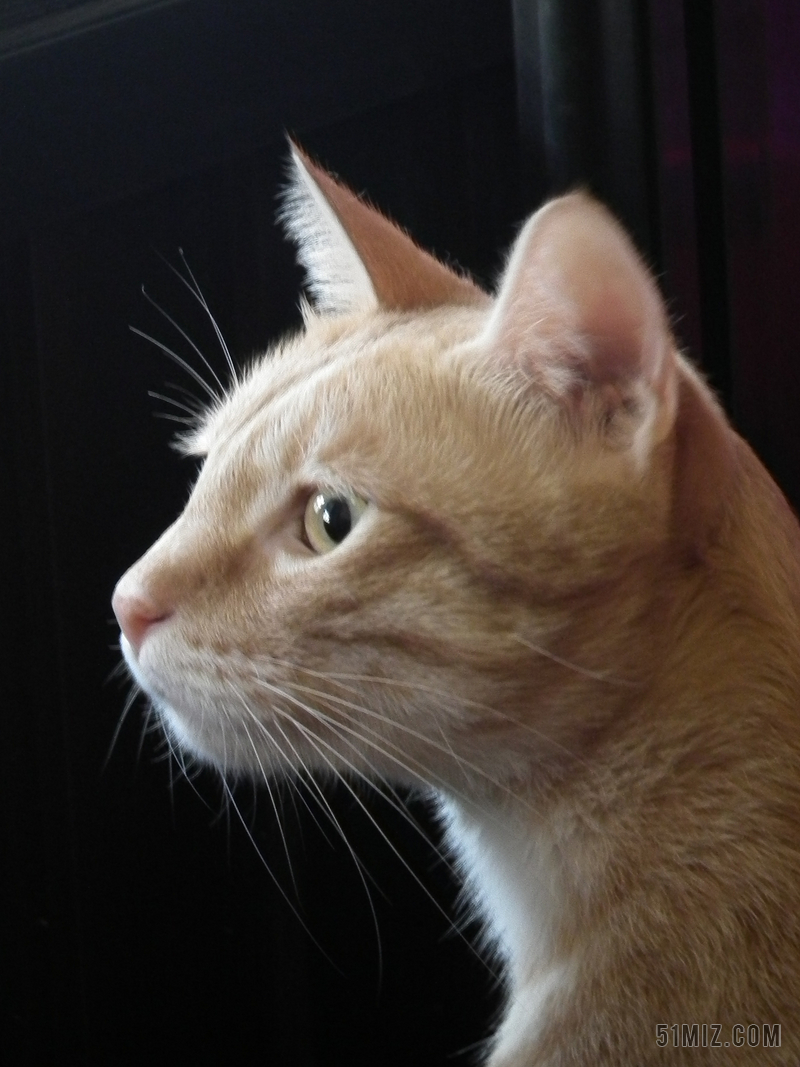 猫 凝视 猫咪 侧脸 宠物