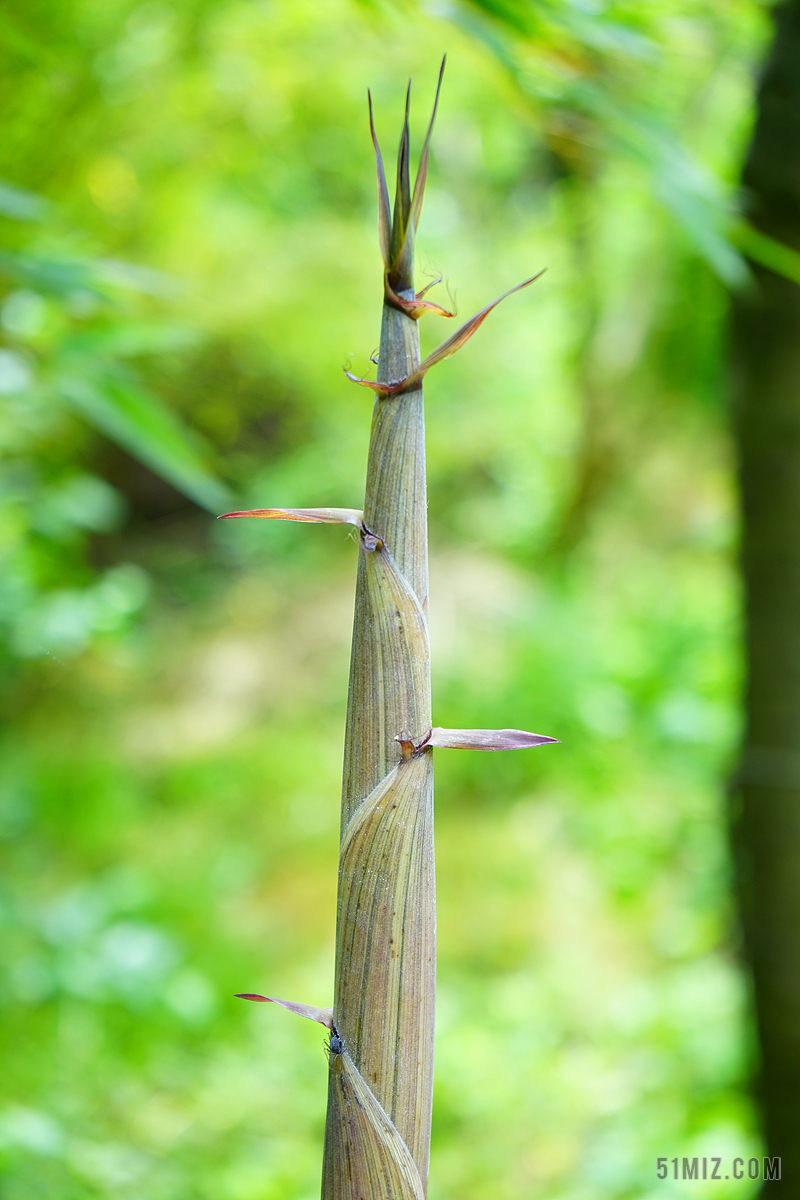 户外自然景观植物竹笋特写背景图片