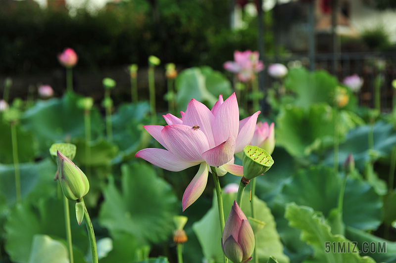 荷花莲子素材