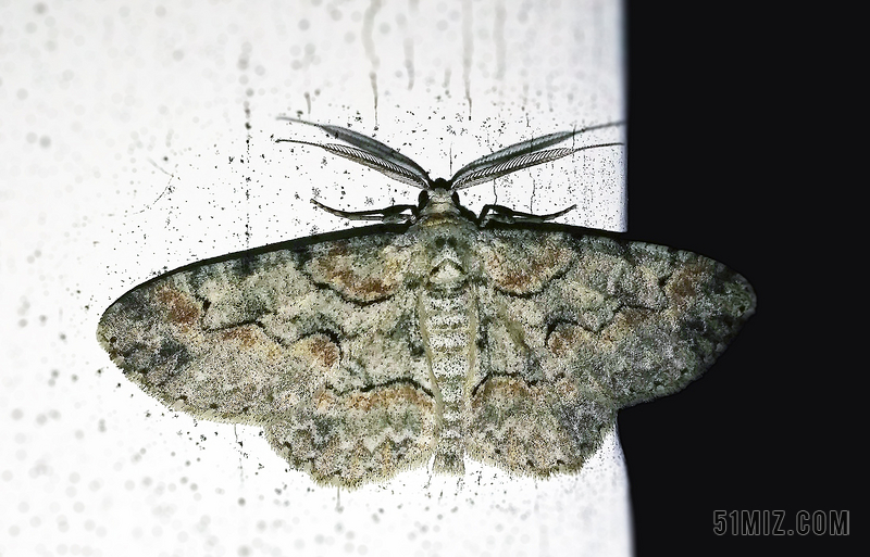 蛾iridopsis 尺蛾科