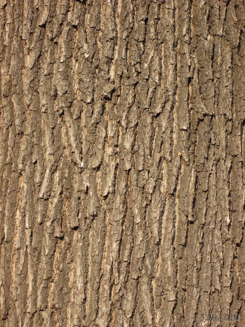 橡树皮 树树皮 吠 结构 模式 背景 木 森林