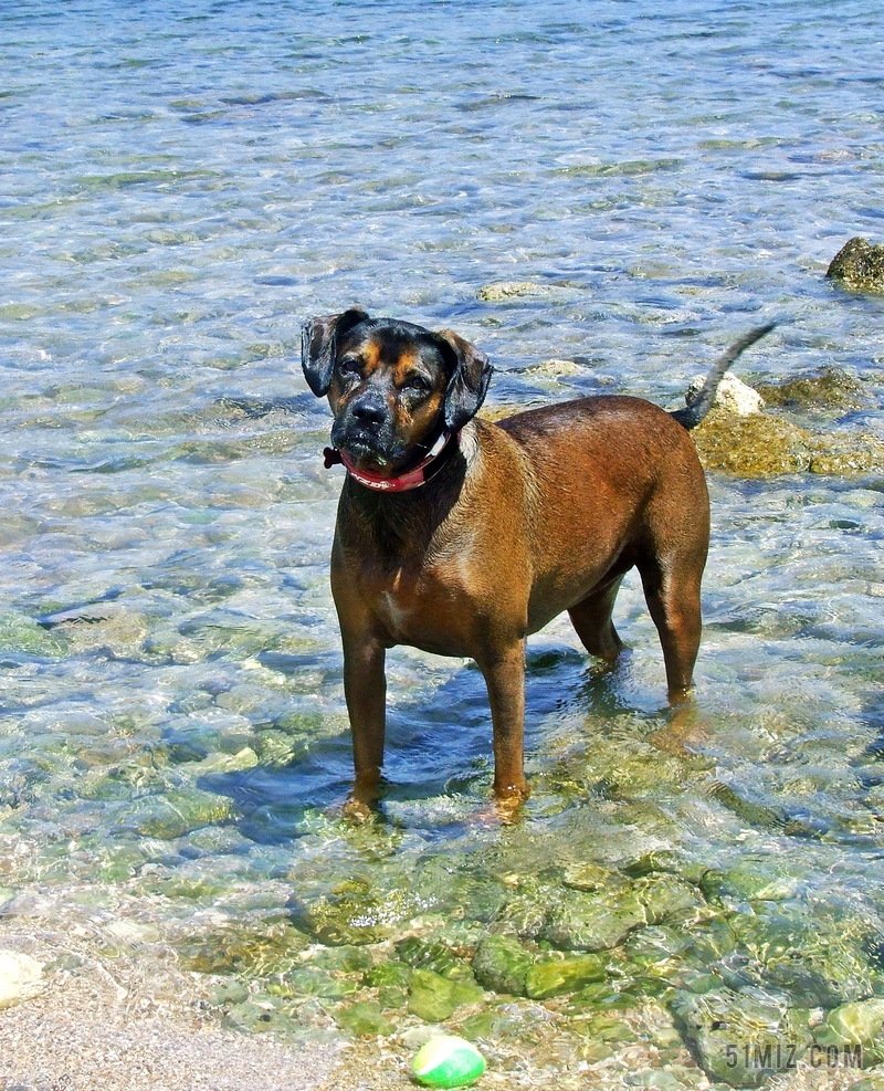 狗 狗在海 棕色的狗 海 动物 夏天 宠物 海滩 乐趣