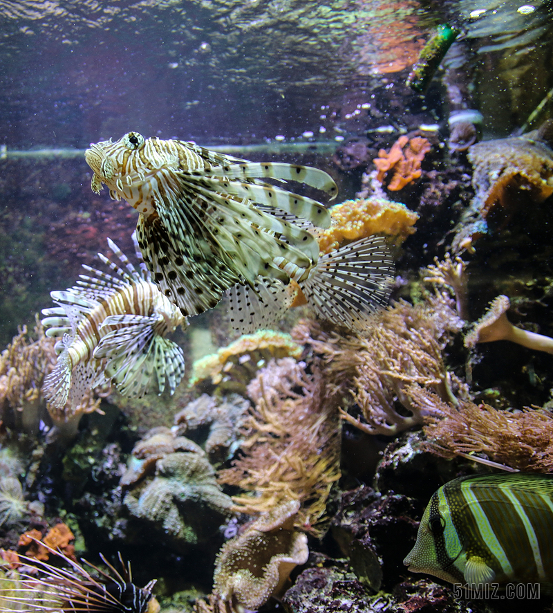 魔鬼鱼 水族馆 海 海洋 深海鱼 珊瑚 鱼水 带动