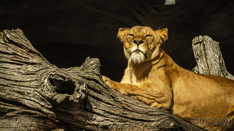 动物园唯美狮子背景图片