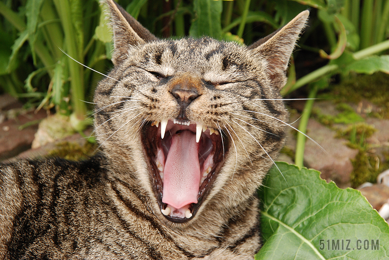 动物 哺乳动物 猫咪 舌头 牙齿 打哈欠 保健