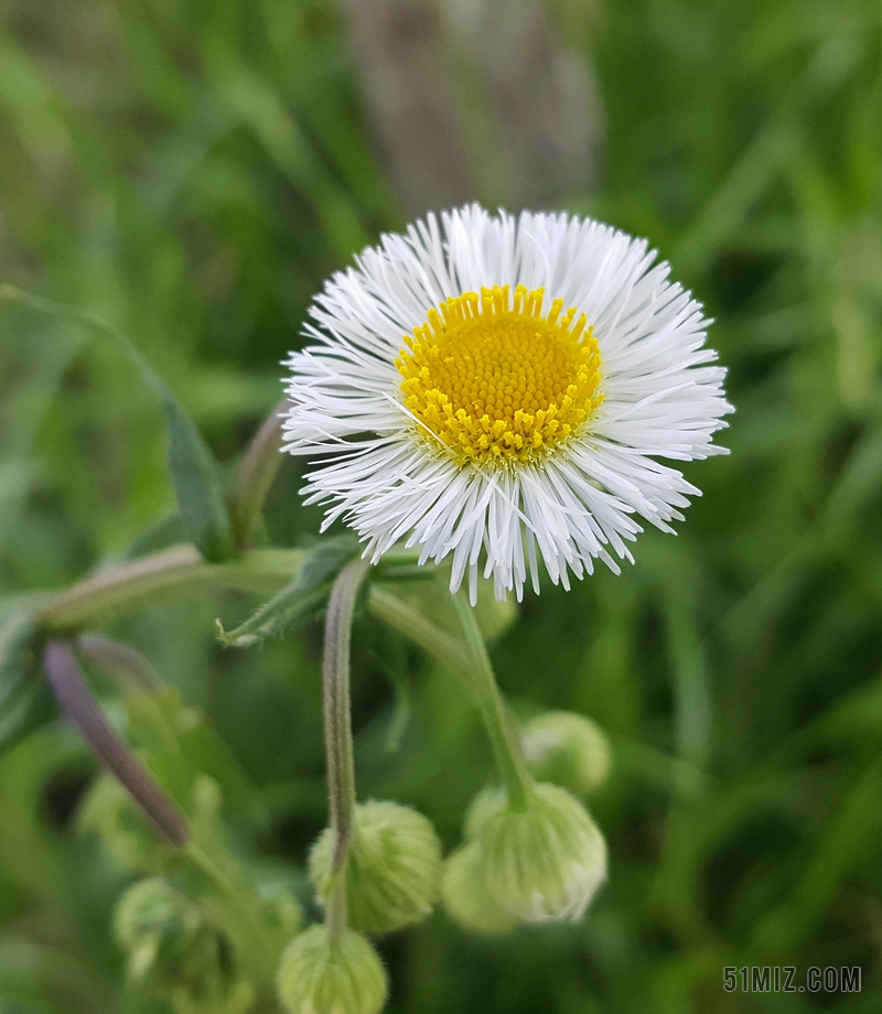 黛西灯盏细辛 灯盏细辛 花 野花 植物区系 春 花瓣 特写