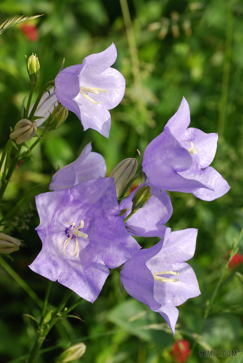 风铃花素材