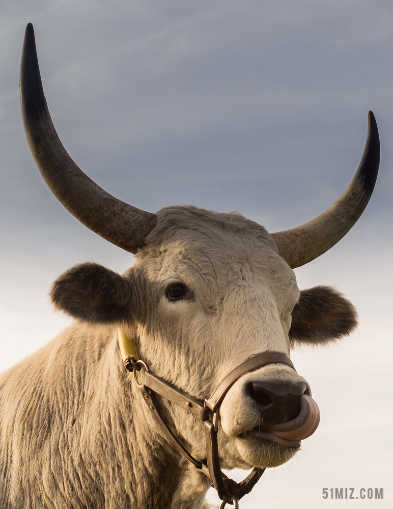 公牛 牛角 鼻子 搞笑 头 表情 哺乳动物 肌肉 动物