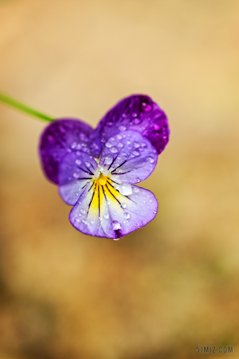 特写 花小 自然 多彩 夏天 盛开 开花 水滴 雨