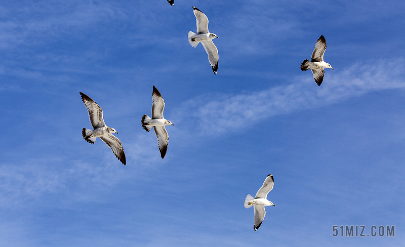 蓝白动物自由蓝天上飞翔的鸟动物鸟背景图片