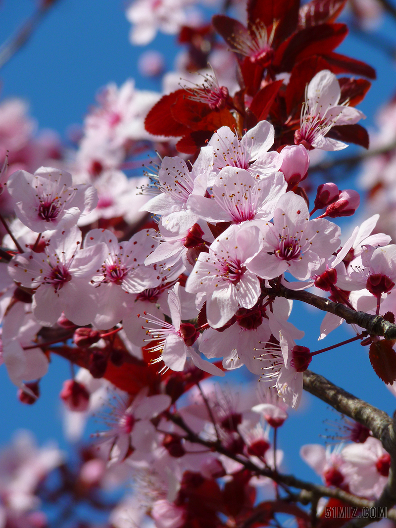 杏仁花 樱花 日本樱花树 开花 树 粉红色 观赏樱花 盛开