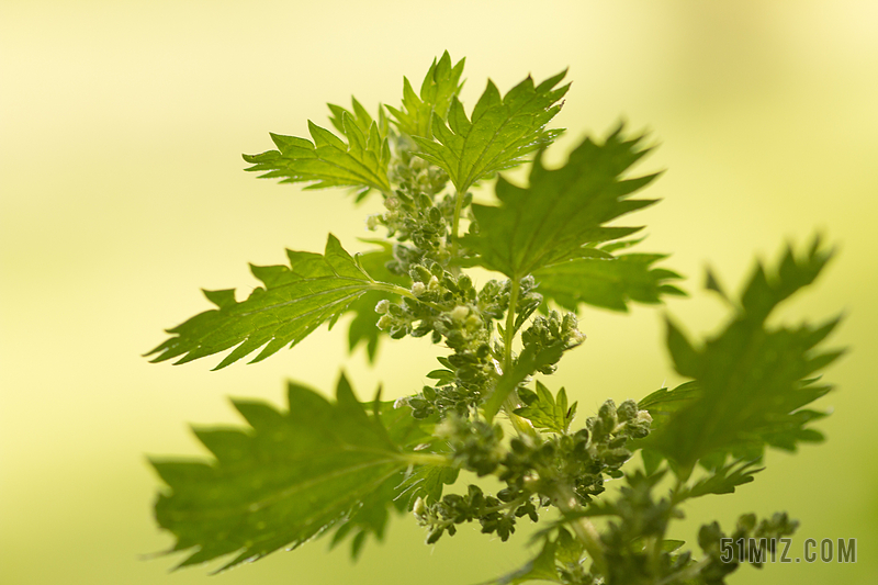 荨麻 荨麻科 叶子 草药 野生中草药 药用植物 绿色 性质