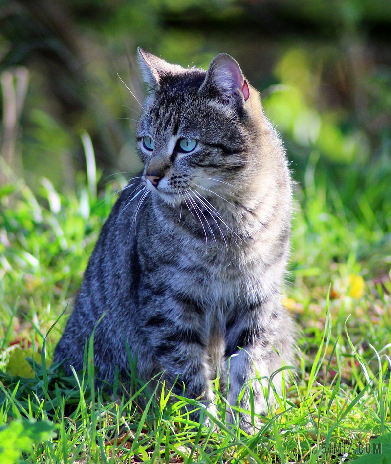 花园 猫 猫科动物 国内动物 青 户外 条纹 灰色的皮毛
