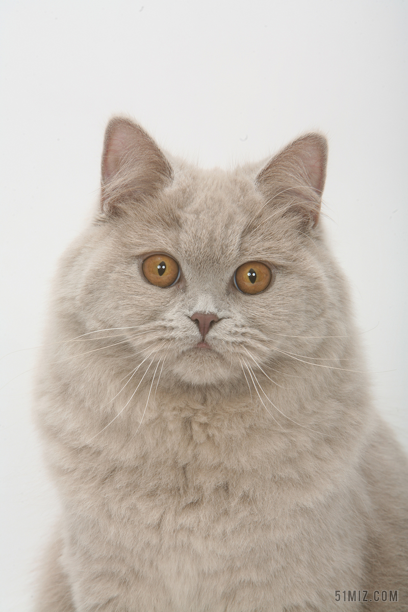 摄影唯美正脸的白色猫背景图片