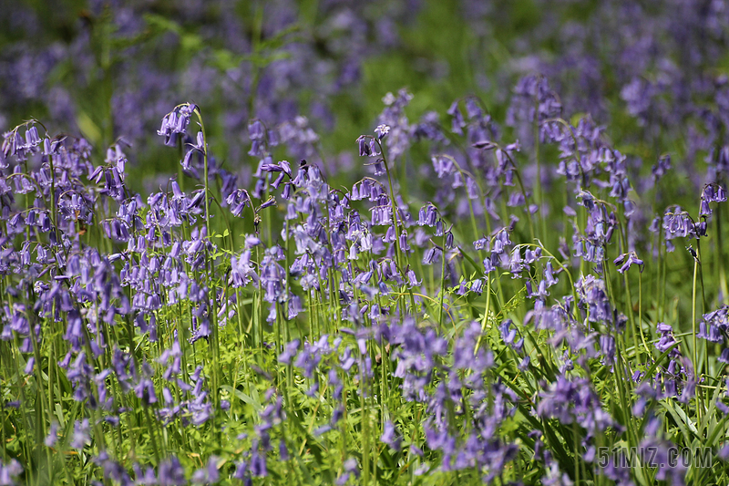 风铃花素材