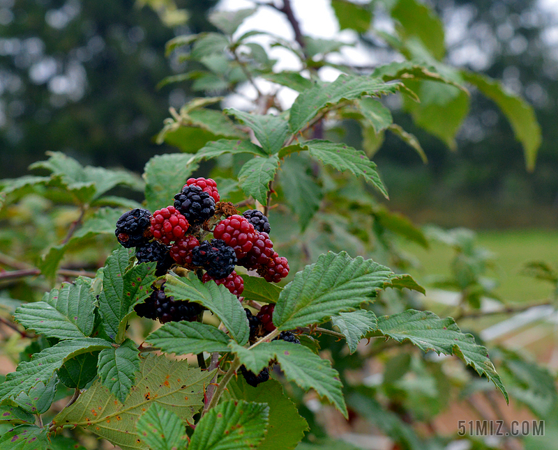 黑莓 水果 浆果 浆果红 布什 荆棘 野生浆果 甜 食品
