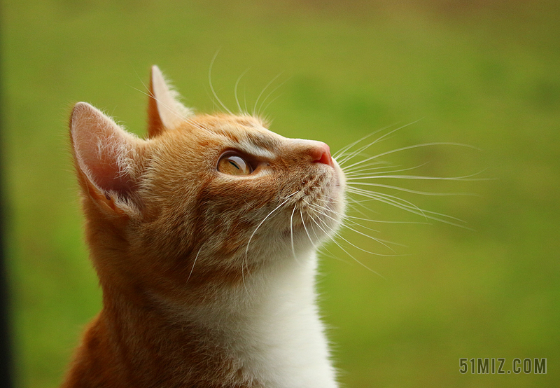动物宁静的橘色猫背景图片