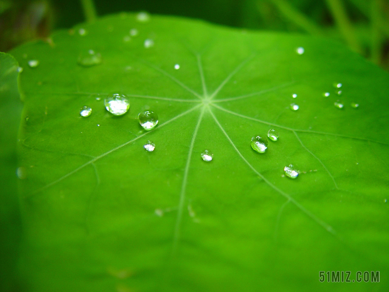 绿色水滴素材