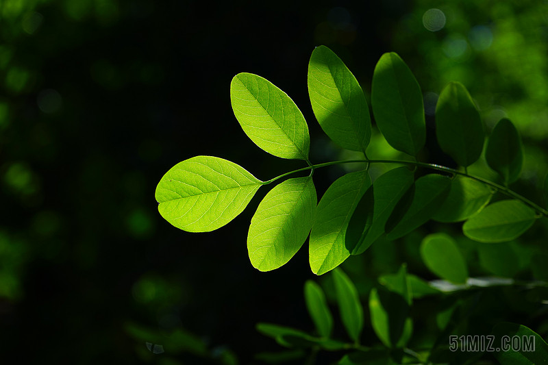 普通枫木 叶子 绿色 刺槐 叶脉 花丝 叶结构 树 彪炳图片