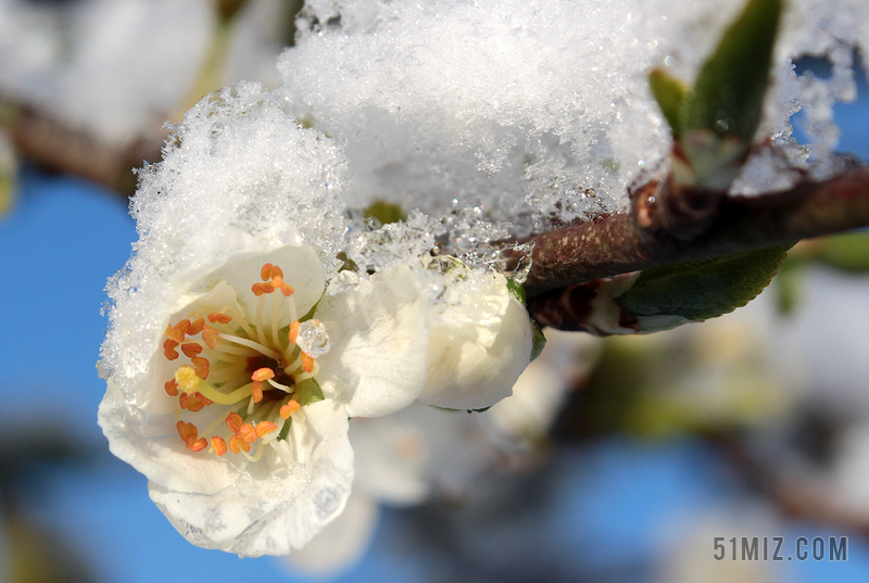 冬天雪压梅花植物背景图片