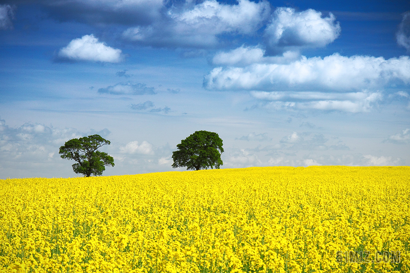 农业风景美丽的黄色油菜花田背景图片