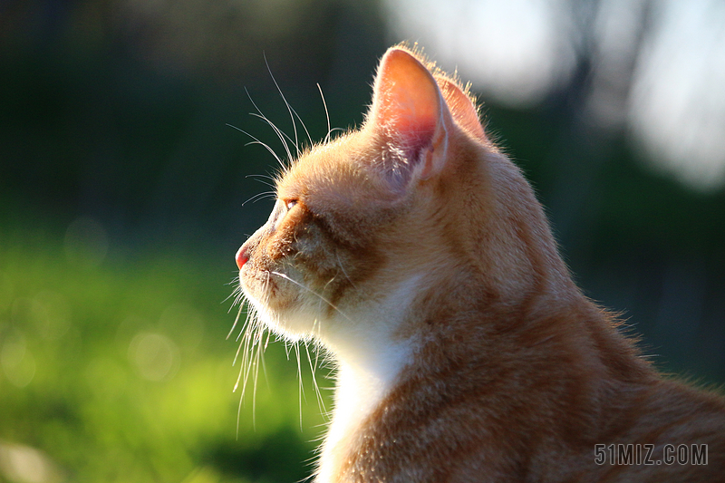 动物柔软猫咪的侧面猫动物宠物背景图片