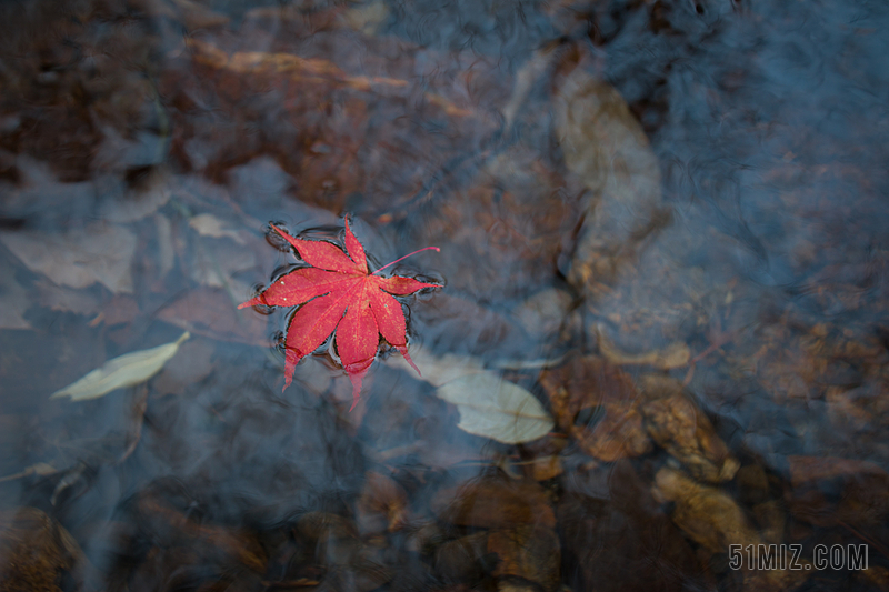 棕红自然禅意水面上飘着一张红枫叶落叶流水背景图片
