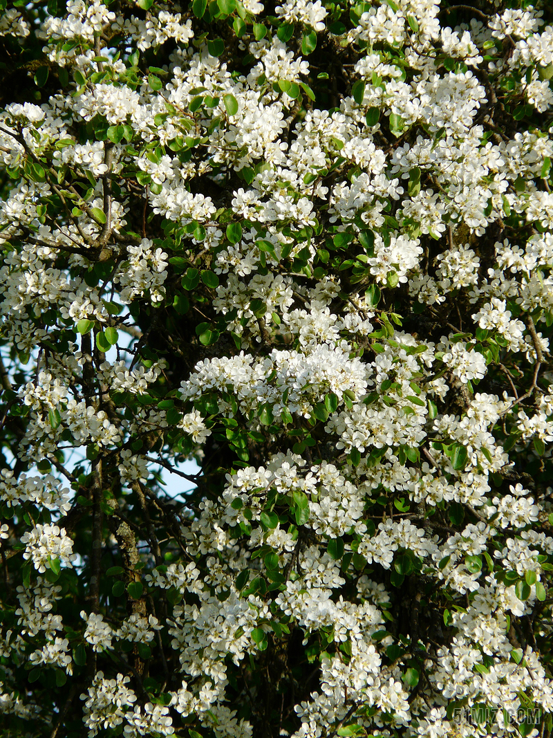 梨 鲜花 白 梨花 开花 果园 盛开 树