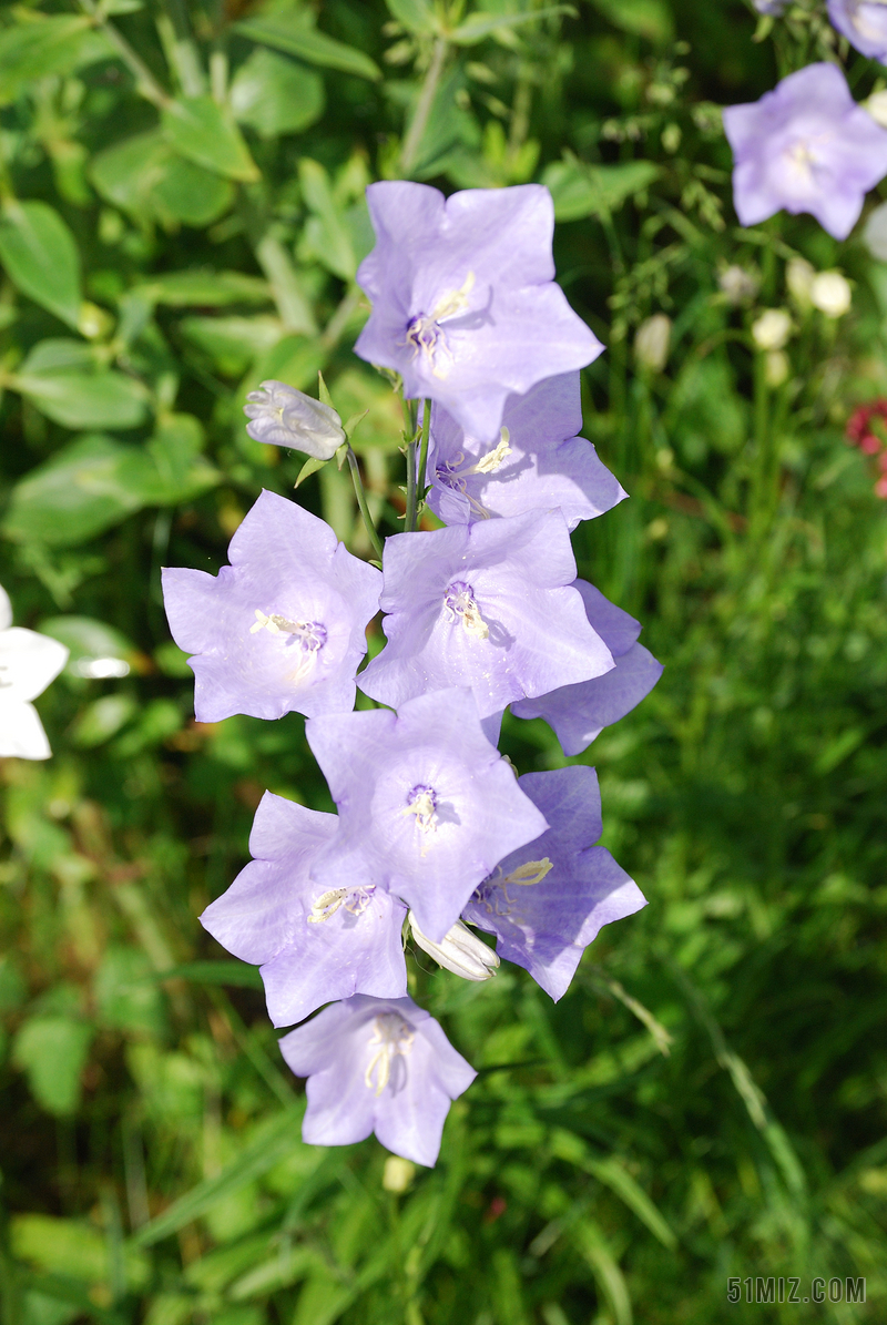 风铃花素材