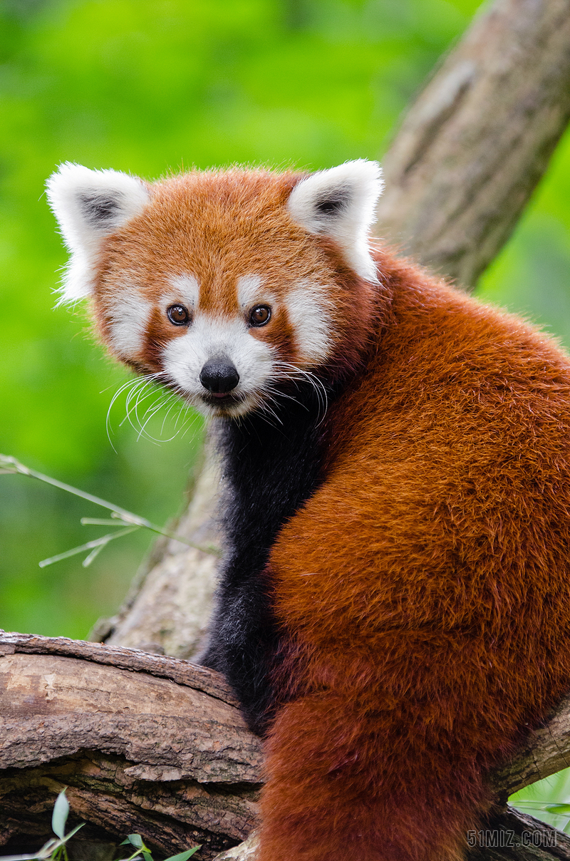 可爱的 动物 动物摄影 可爱 毛茸茸的 户外 小熊猫 野生动物