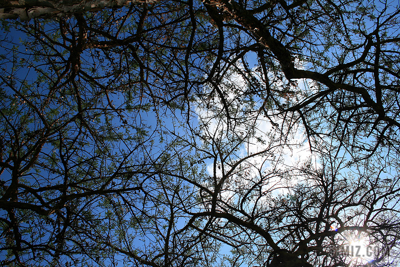 荆棘树 树 分支机构 天空云 非洲