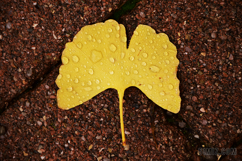 雨后唯美银杏叶上的雨滴背景图片