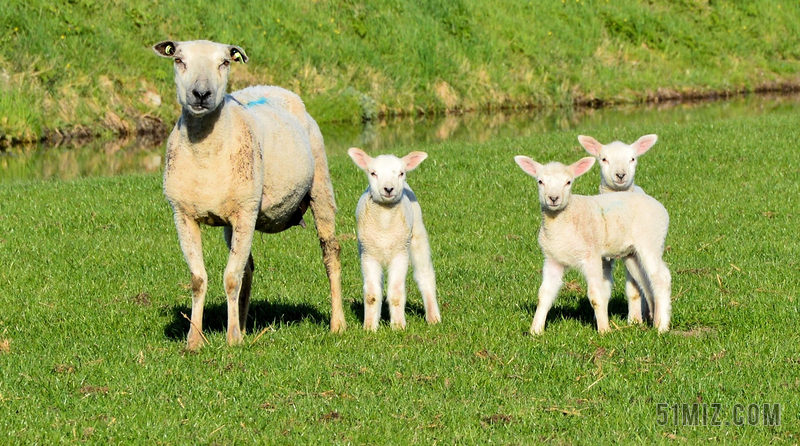 动物可爱小羊牲畜哺乳动物家养农业农村背景图片