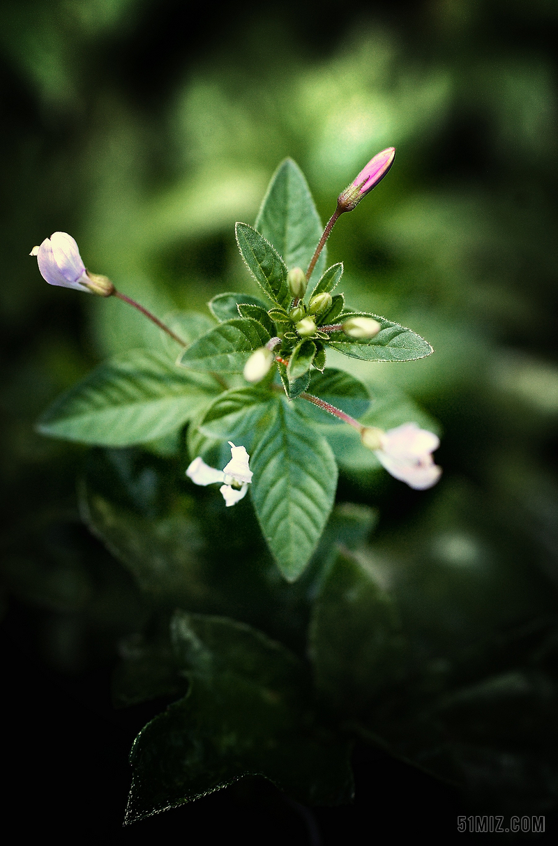 亚麻植物