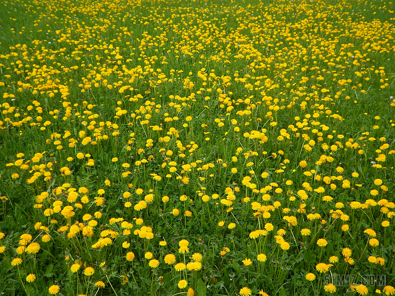 春天 盛开 黄色 绿色 蒲公英 蒲公英草甸 草地 开花 鲜花
