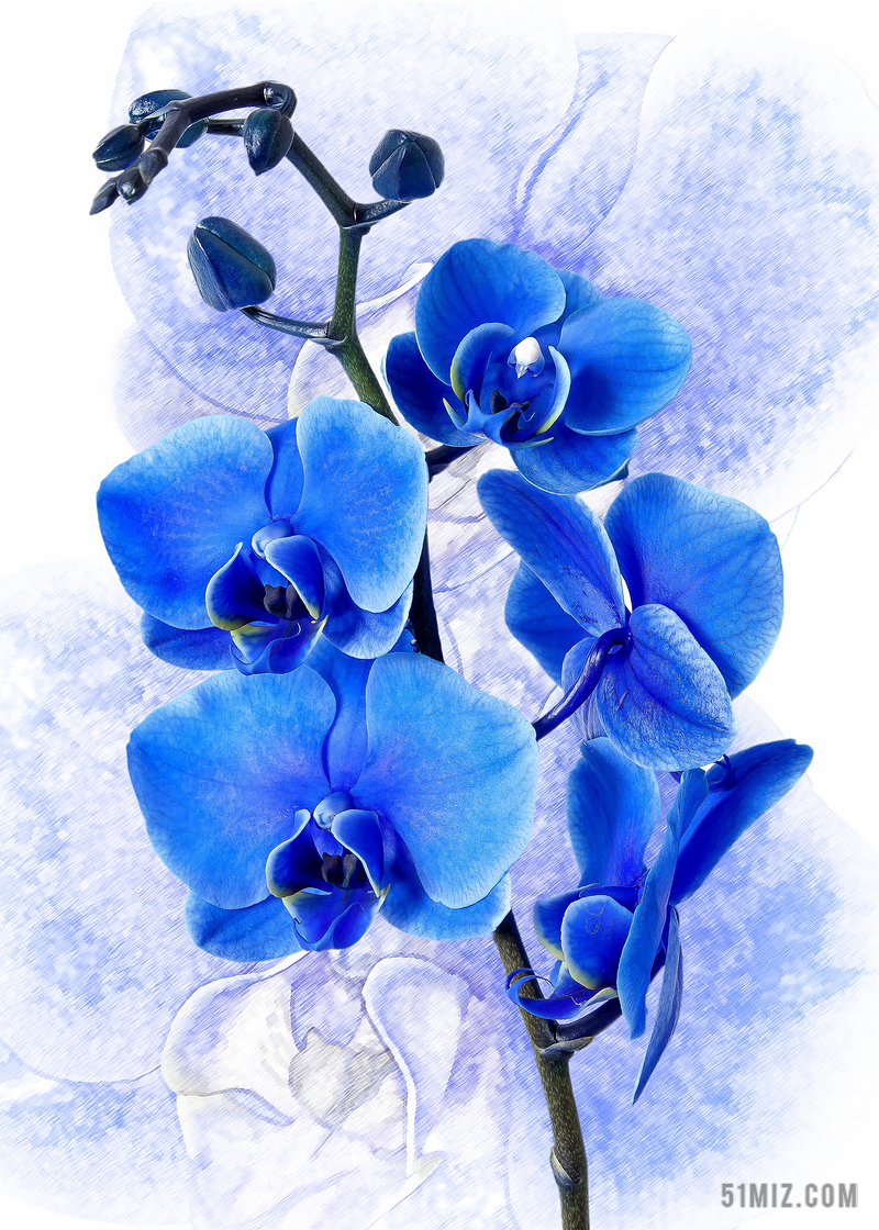 蝴蝶兰 兰花 色蓝 花 热带 厂 开花 盛开 蓝色 植物群