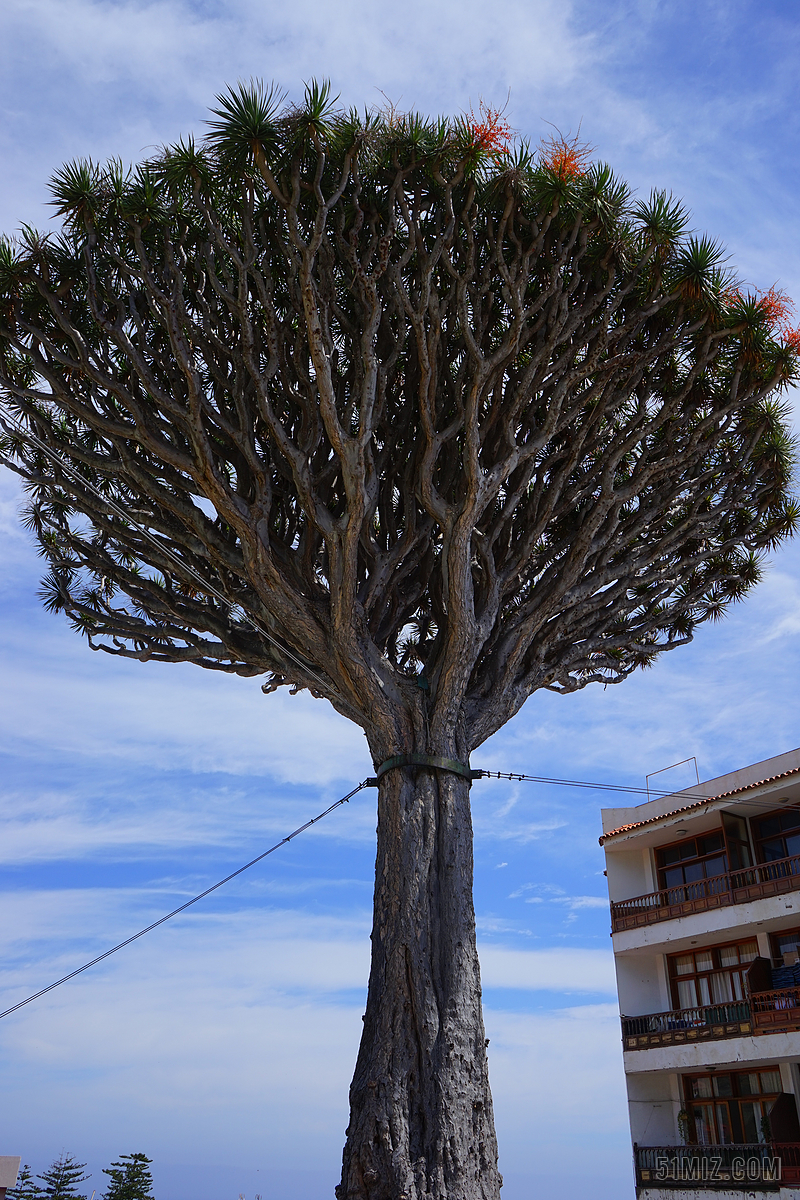 加那利岛龙树 的支持 系绳 龙树 巴西木 皇冠 树 龙血树