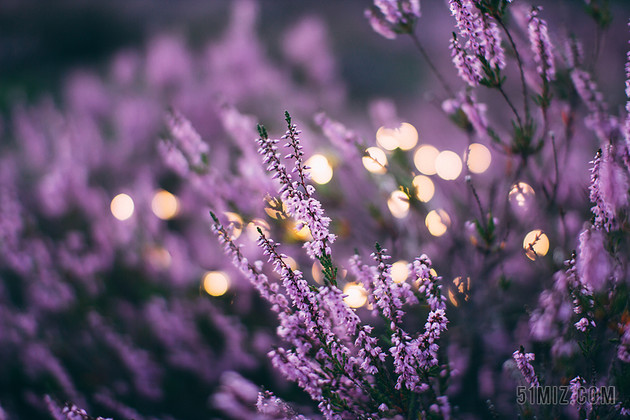 紫色的花卉梦幻唯美薰衣草里的灯光闪烁宣传照背景图片