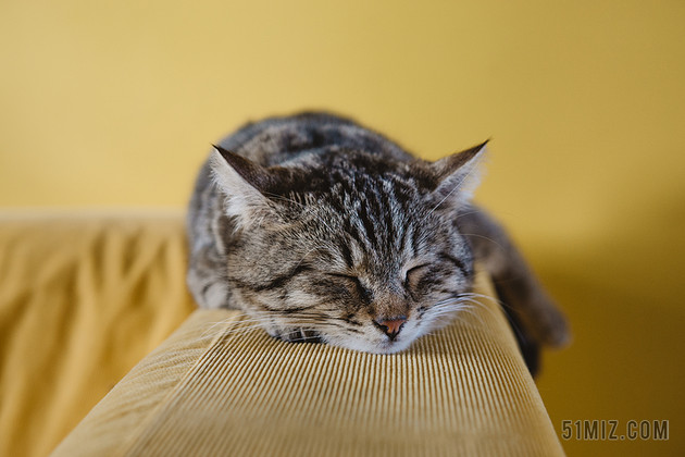 摄影唯美趴在沙发上睡觉的猫