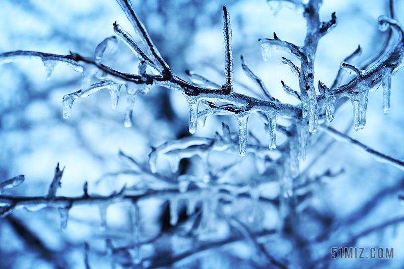蓝色树枝结冰的枝条结冰冬季背景图片